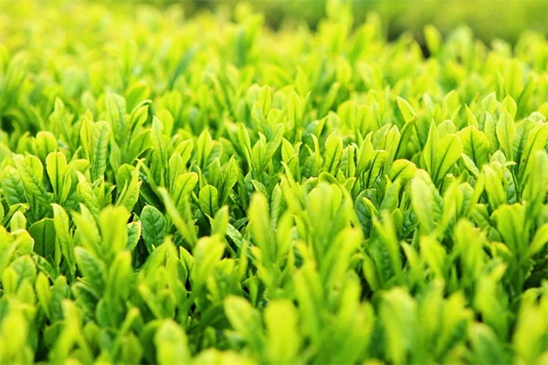 【旅行中も安心】あなたの旅行スタイルに合った放ったらかし植物の選び方