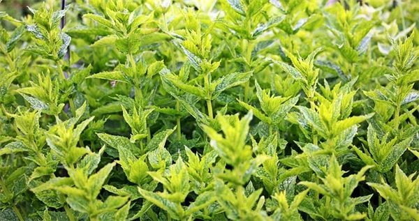 たった数十円でできる！ナメクジ対策に効くキュウリのスライス作戦
