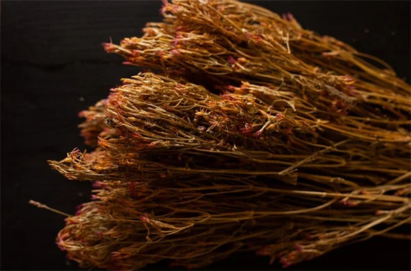 牡丹の越冬準備は秋の3つの作業で決まる！来年の花が変わる