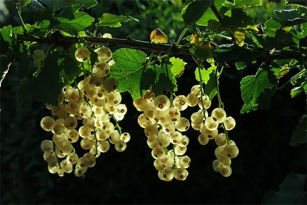 农药で植物が枯れる？薬害の原因と防止策を解説