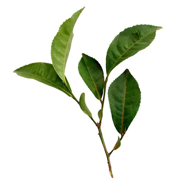 蔬菜棚架DIY：14种方法让你收成量倍增